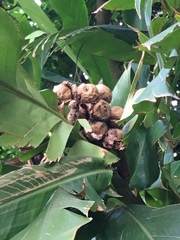 Alpinia hainanensis