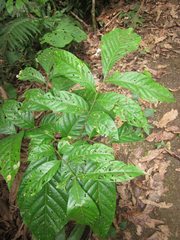 Matayba