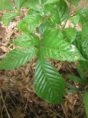 Matayba