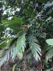 Alpinia hainanensis