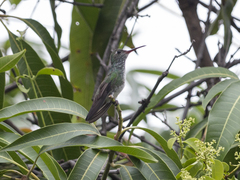 Chionomesa fimbriata