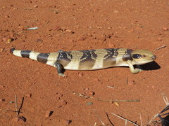 Tiliqua occipitalis