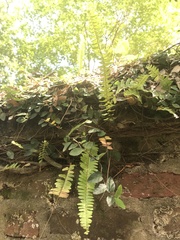 Nephrolepis cordifolia