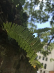 Nephrolepis cordifolia