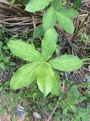 Costus arabicus
