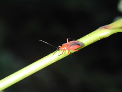 Coccobaphes frontifer