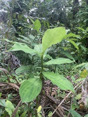 Costus arabicus