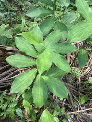 Costus arabicus
