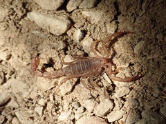 Serradigitus wupatkiensis