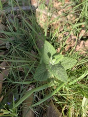 Teucrium scorodonia