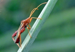 Crinocerus sanctus