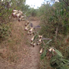 Brickellia secundiflora