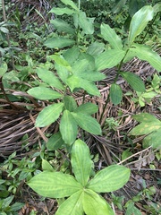 Costus arabicus