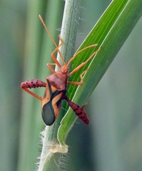 Crinocerus sanctus
