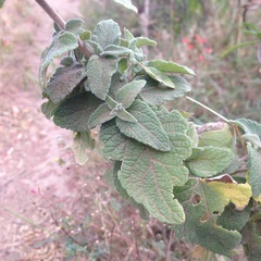 Brickellia secundiflora