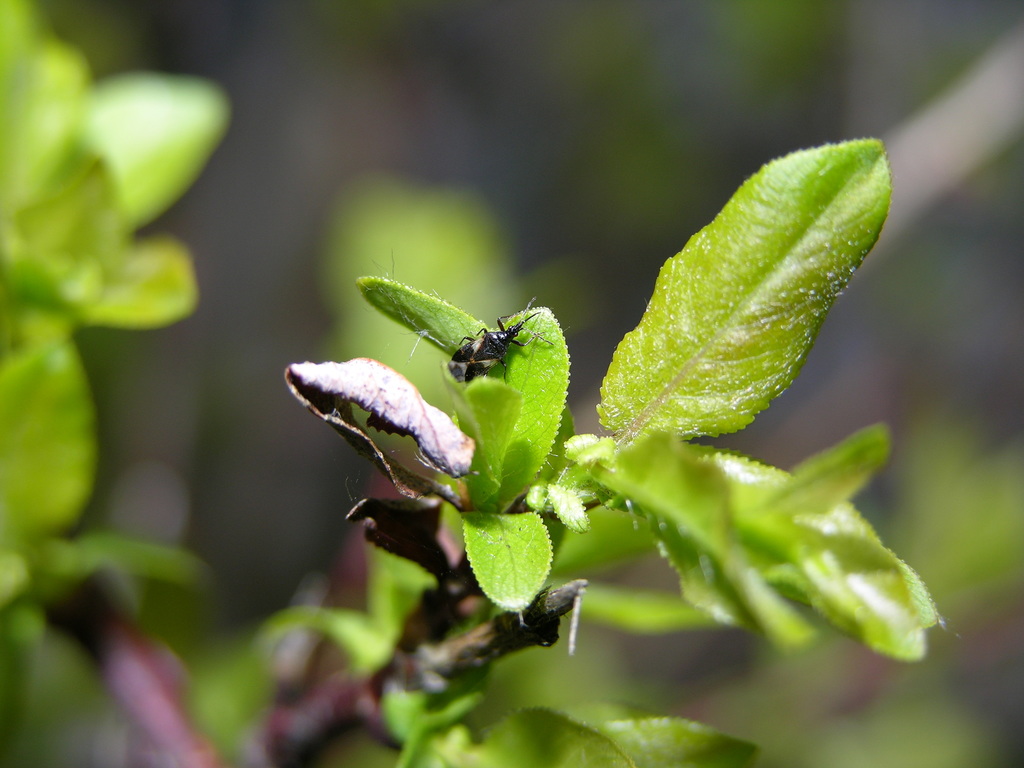 Anthocoris tomentosus