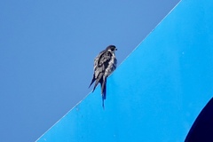 Falco peregrinus