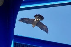 Falco peregrinus