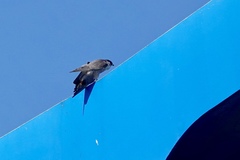 Falco peregrinus