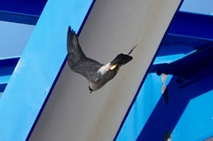 Falco peregrinus