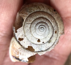 Helminthoglypta exarata