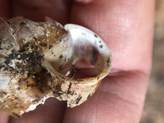 Helminthoglypta exarata