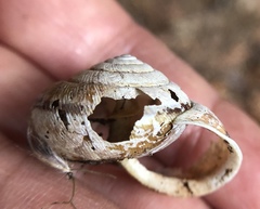 Helminthoglypta exarata