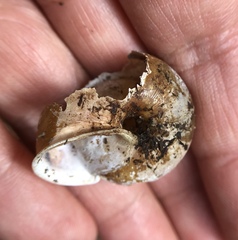 Helminthoglypta exarata