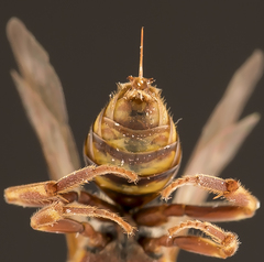 Nomada annulata