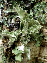 Parmotrema hypoleucinum