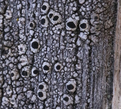 iNaturalist observation photo of Pseudothelomma occidentale