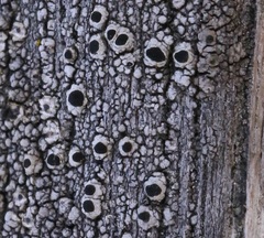 Pseudothelomma occidentale