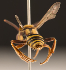 Nomada annulata