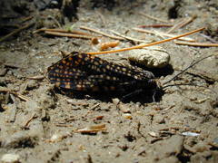 Oligostomis pardalis