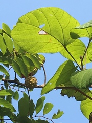 Byttneria grandifolia