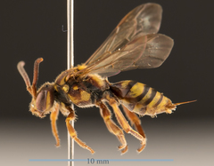 Nomada annulata