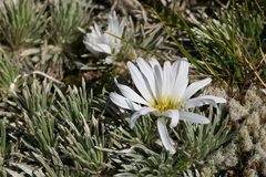 Celmisia sessiliflora