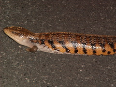 Tiliqua scincoides intermedia