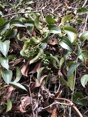 Smilax domingensis