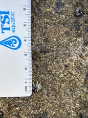 Siphonaria normalis