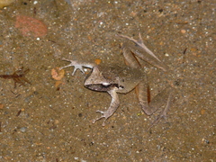 Craugastor metriosistus