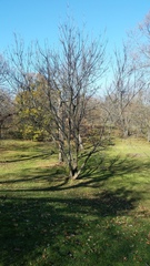 Fraxinus angustifolia syriaca