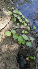 Hydrocotyle