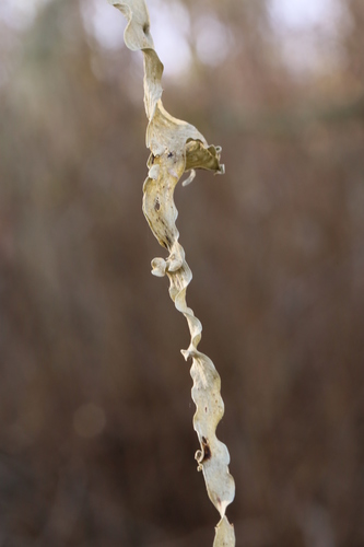 iNaturalist observation photo of lace lichen