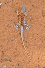 Chalarodon madagascariensis