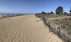 Habropoda miserabilis