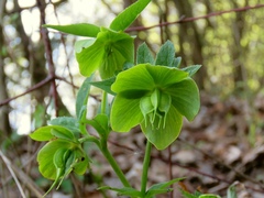 Helleborus odorus