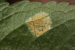 Melampsora rostrupii