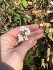 Cardamine trifolia