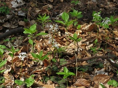 Cardamine trifolia